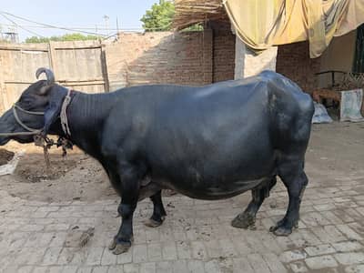 Buffalo pregnent just one week remaining before birth