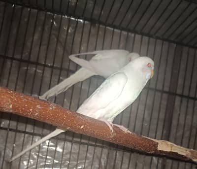 Australian Red Eyes White Breeder Pair