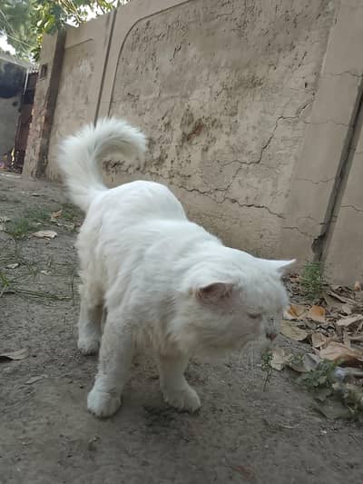 cate fore sale