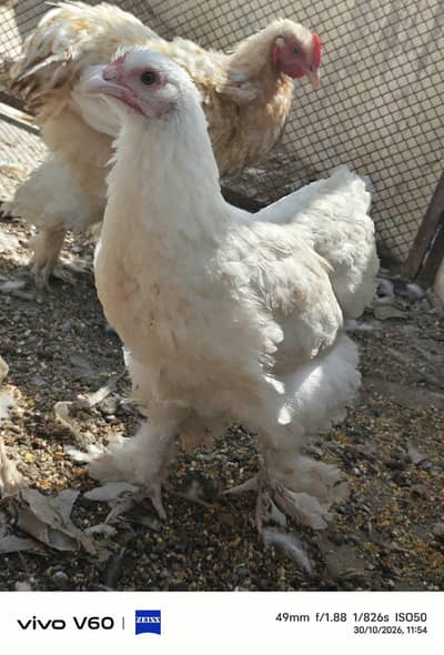 fancy hens
