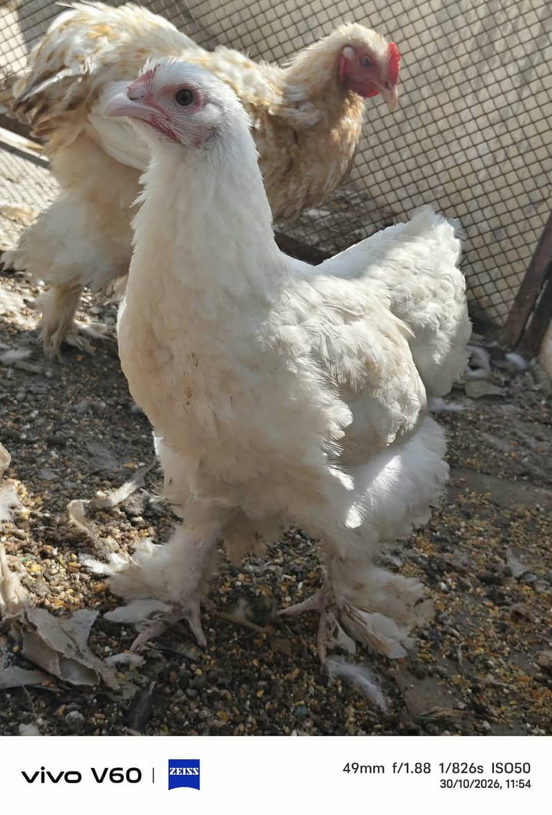 fancy hens 0