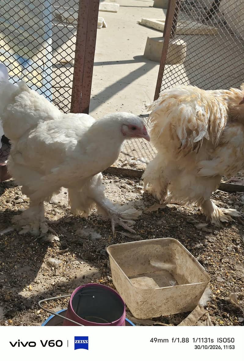 fancy hens 1