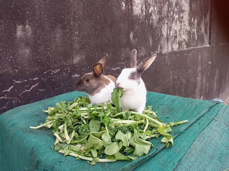 Rabbit Breeder Pair 1