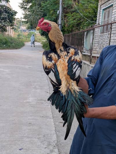 Aseel miawali pathy