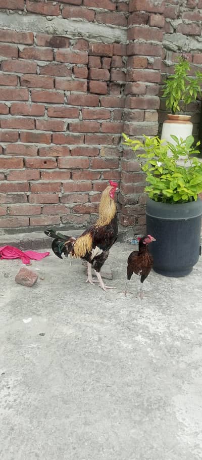 aseel breedar pair