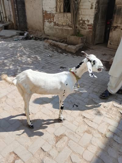 Achi nasal ki path hai