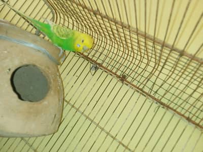 budgie pair breeder and healthy