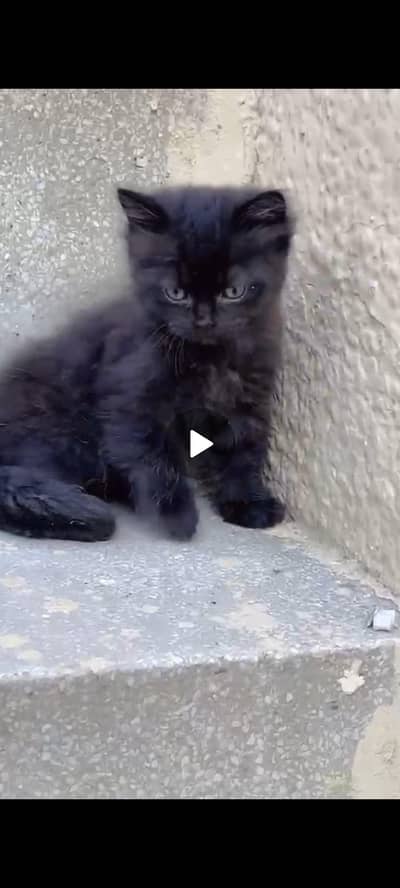 Persian cat