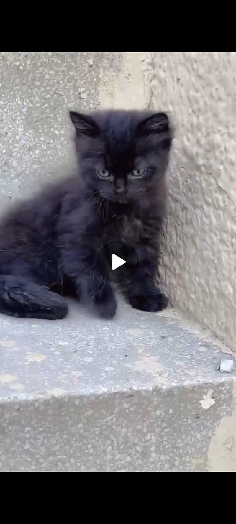 Persian cat 0