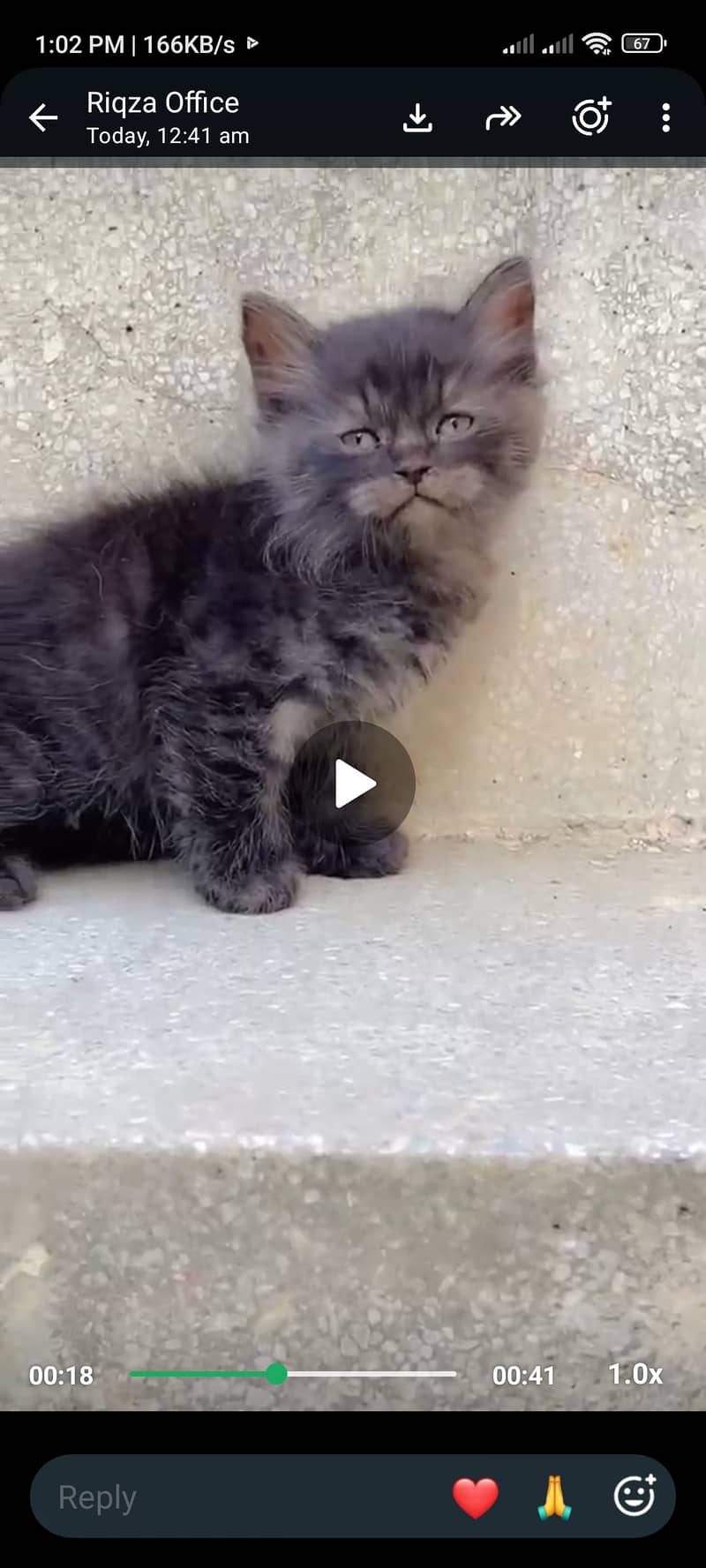 Persian cat 1