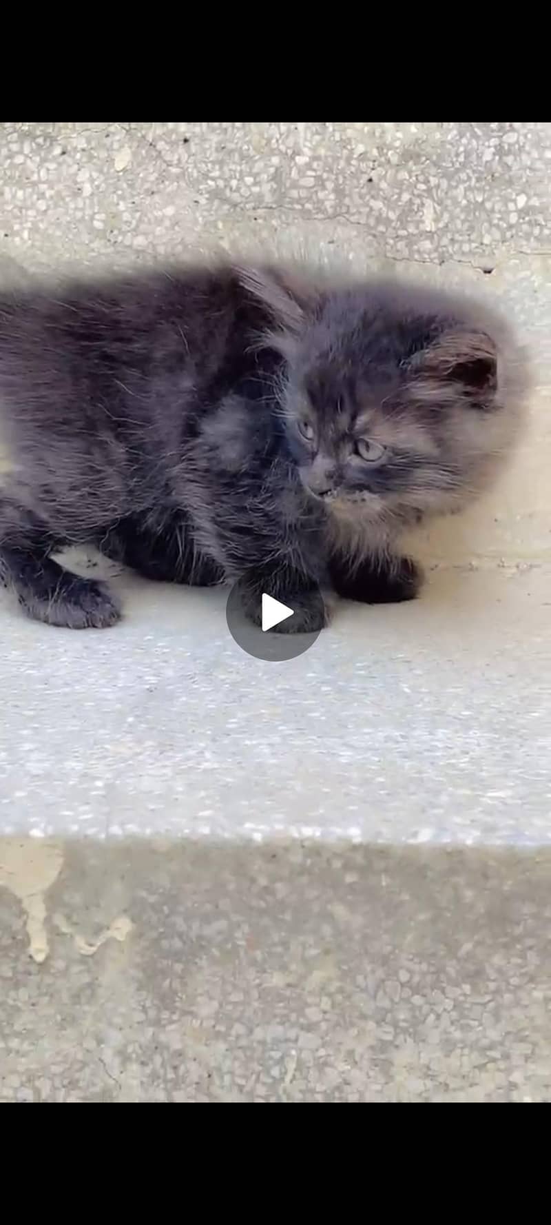 Persian cat 2