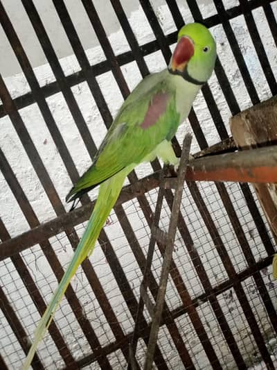 raw parrot
