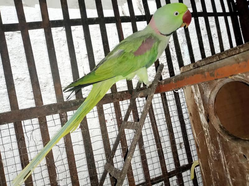 raw parrot 1