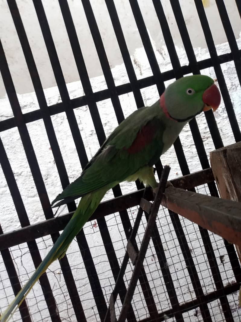 raw parrot 2