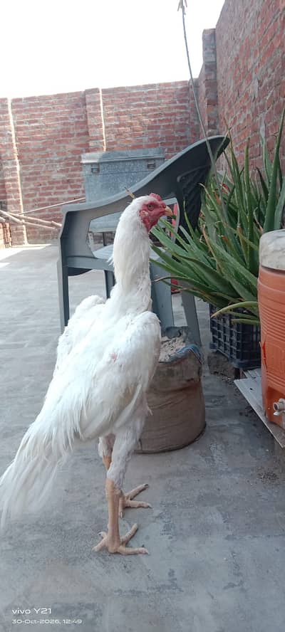 white king shamo