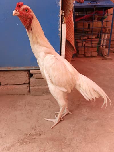 orignal hiraa aseel big hight