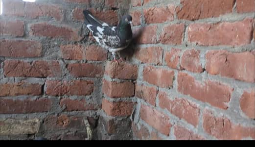 Pigeon for sale