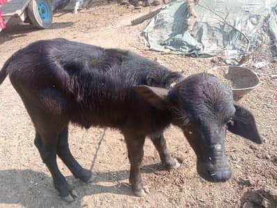 Buffalos for sale