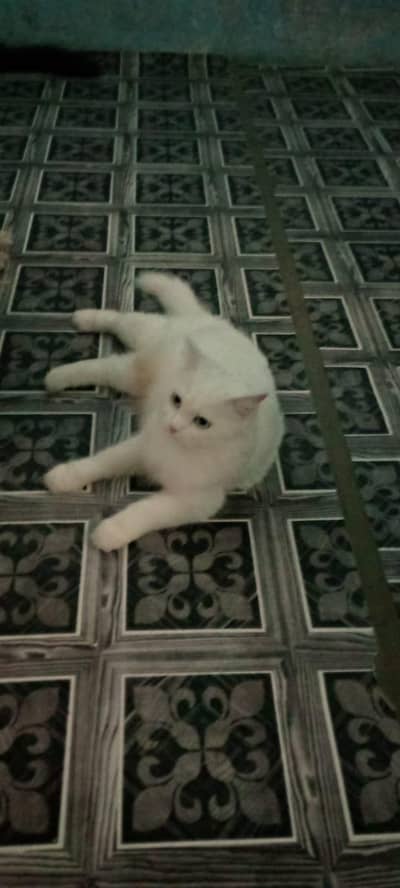 White Persian female cat