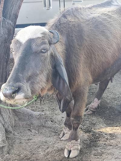 Buri Bhains pehlun hai / Red buffalo khangar