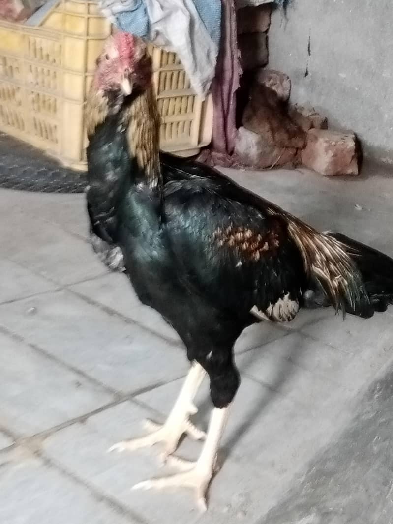 Aseel patha hai 0