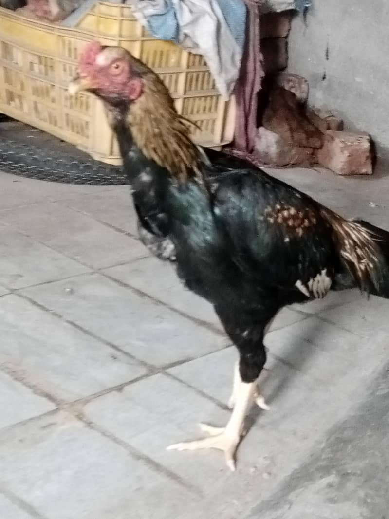 Aseel patha hai 7