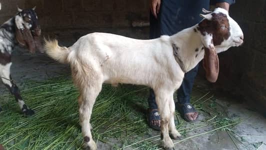 Bakra for sale
