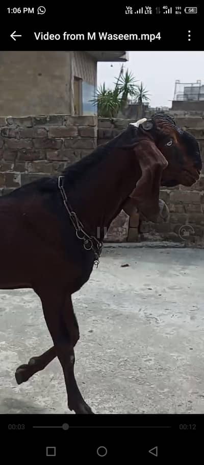 Beautiful Nagra Breader Sahiwal Breed