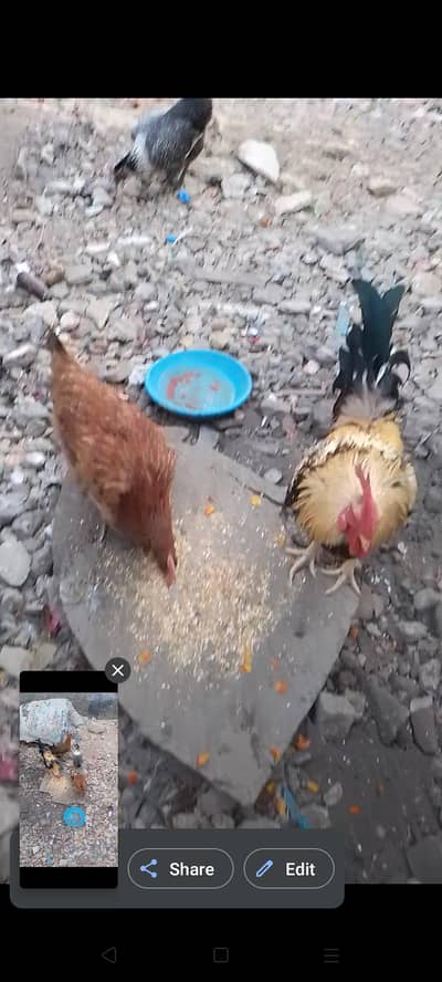 ande wali morgia urgent sale