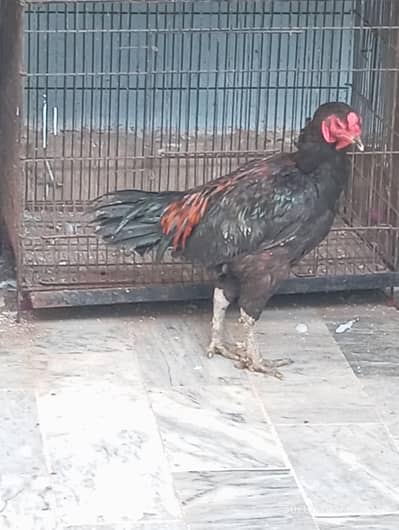 tahi super