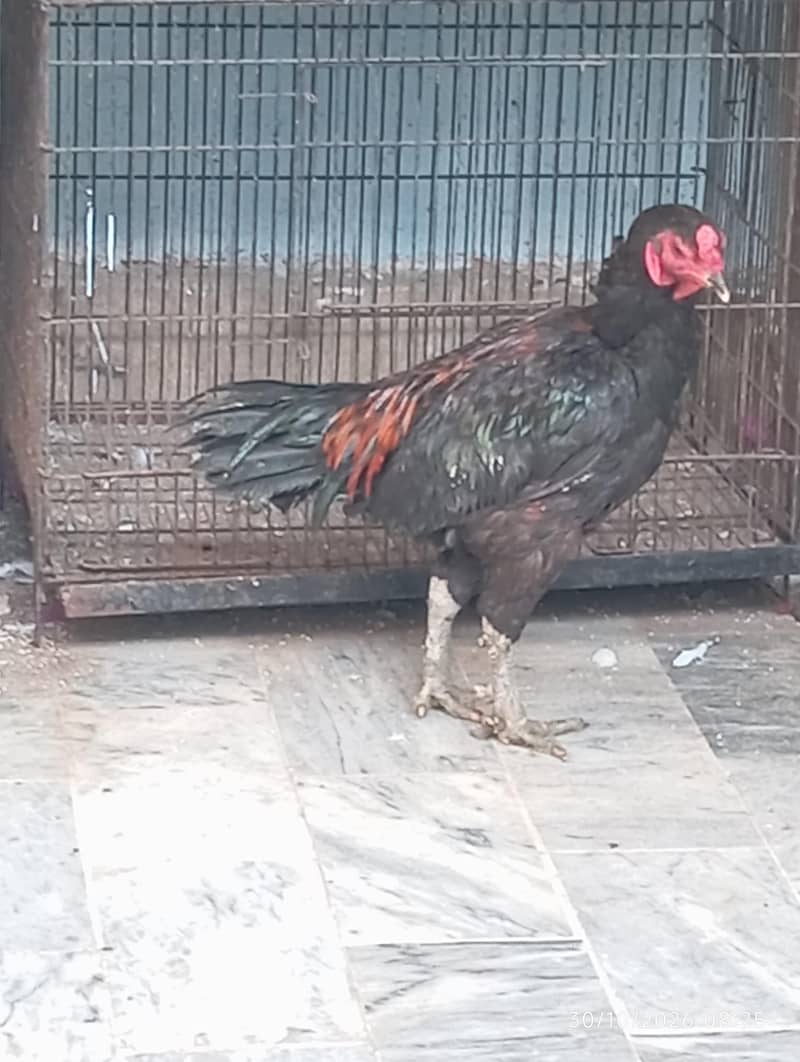 tahi super 0
