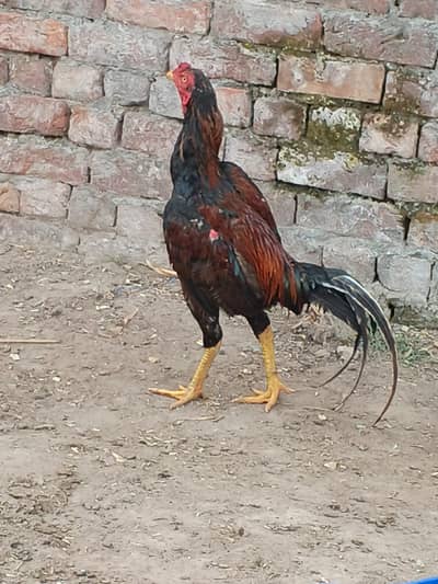 best he tiyar ho kar acha lary ga