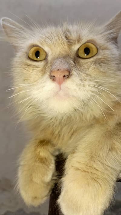 Persian cat golden and white cream colour