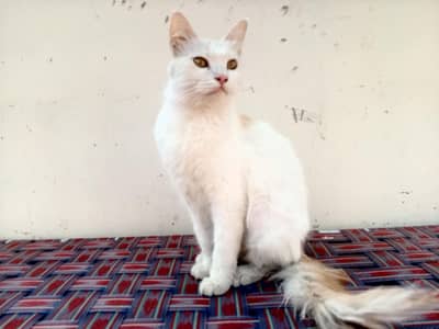 Persian Turkish Hybrid white and Orange