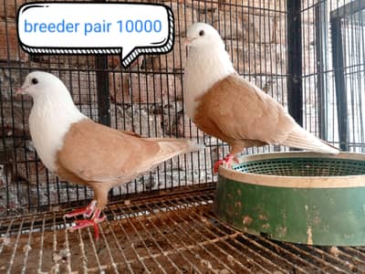 fancy pigeon | kabutar| karbalai . frillback saddle | amarican fantail|