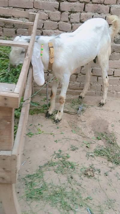 piuer dasi bakra