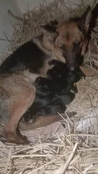 healthy and active ek dafa breed ki hai