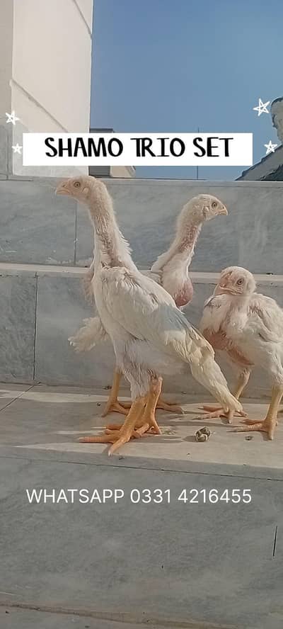 Shamo Chicks Trio Set | White Shamo | White O Shamo| Long Height Shamo