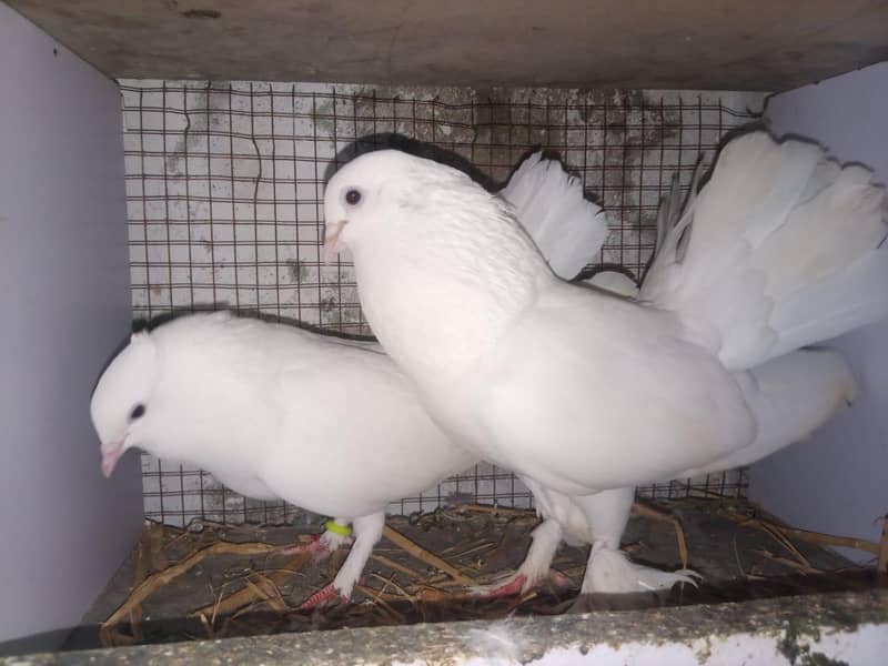 lahka breeder 0