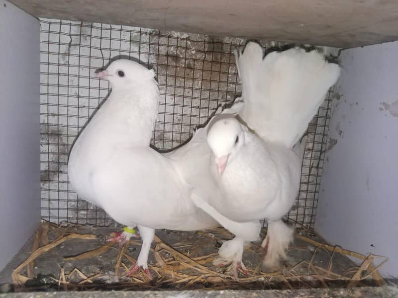 lahka breeder 1