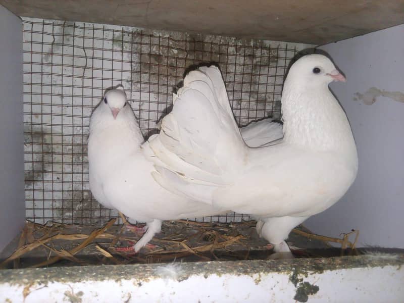 lahka breeder 2