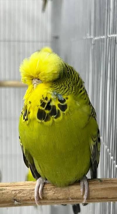 Australian parrot breeder pair Jambo king size