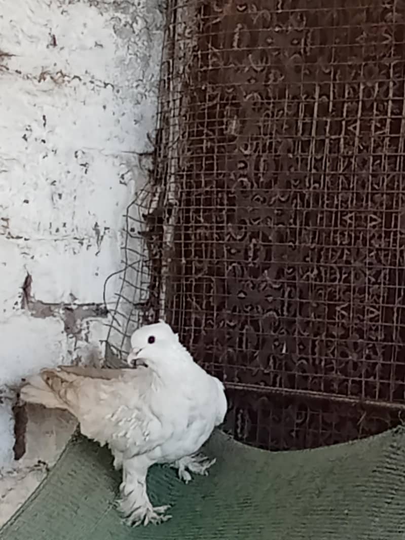 Fancy pigeons frillback 0