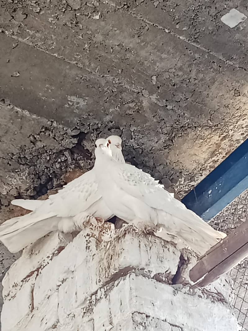 Fancy pigeons frillback 3