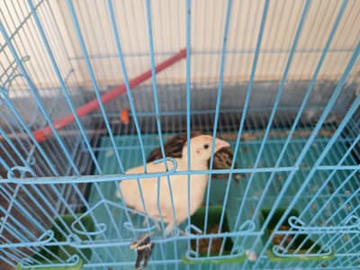 bateer pair
