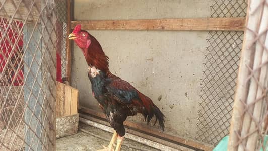 for sale