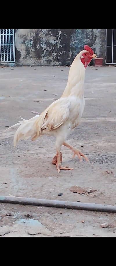 ASEEL HEERA