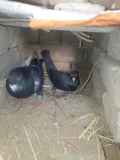 جوڑا ریسر کبوتر
