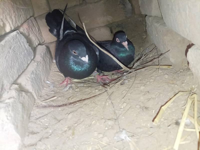 جوڑا ریسر کبوتر 0