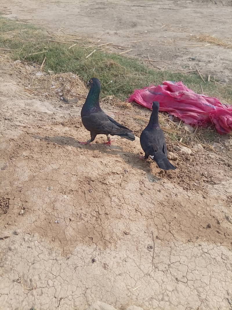جوڑا ریسر کبوتر 1